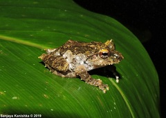 Pseudophilautus schmarda