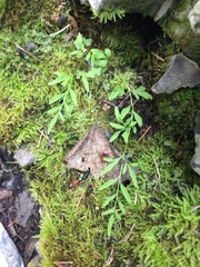Cryptogramma stelleri image