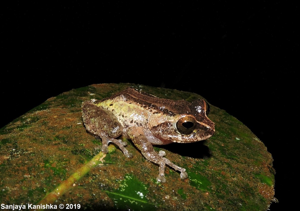 Puran Appu's Shrub Frog