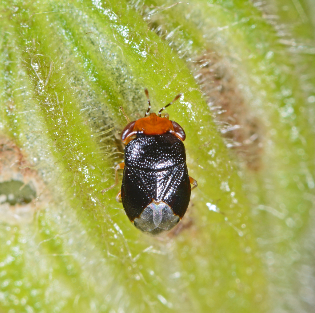 Piocoris