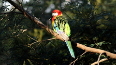 Platycercus eximius diemenensis