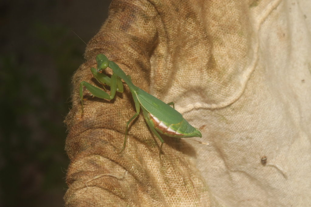 Stagmomantis fraterna