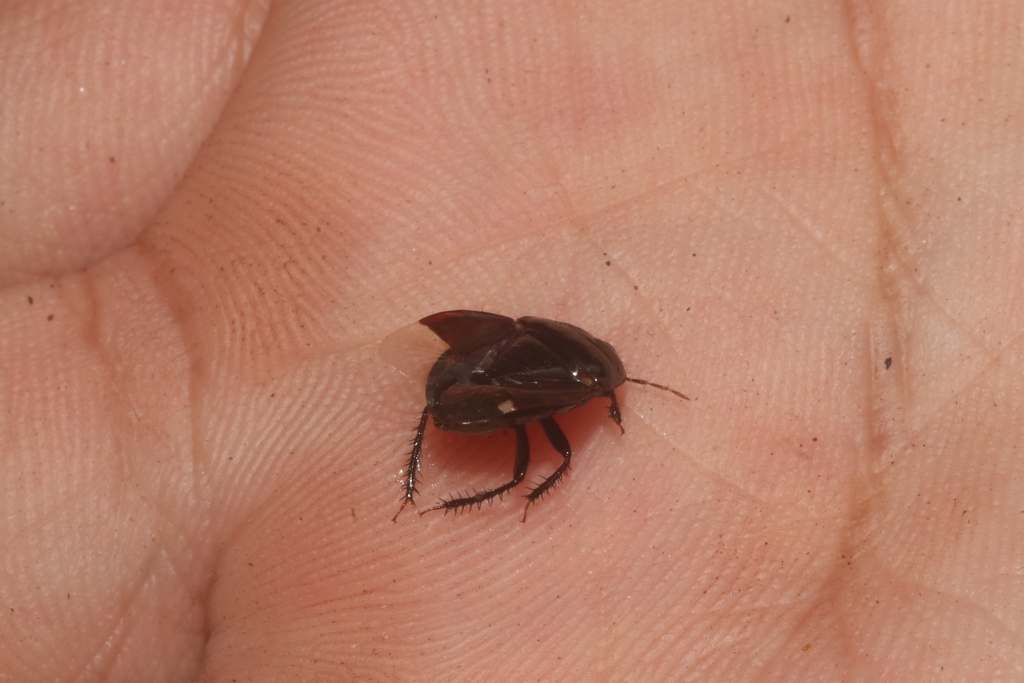 Pangaeus punctilineus
