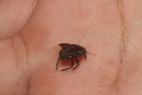 Pangaeus punctilineus