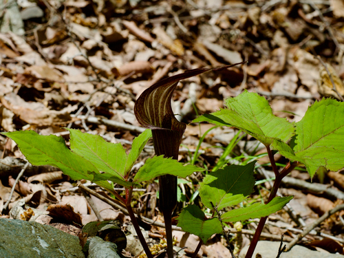 Arisaema kishidae iNat (3)