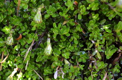 Celmisia bellidioides