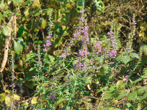 Purple loosestrife