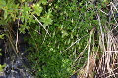 Celmisia bellidioides