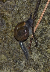 Limacoidei