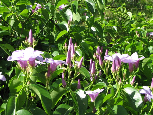 Cryptostegia grandiflora