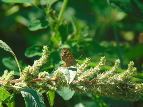 Egeria
