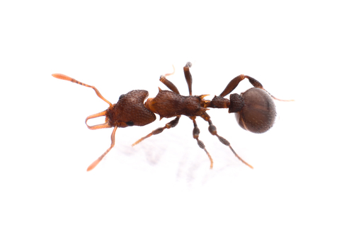 Epopostruma monstrosaEpopostruma monstrosa