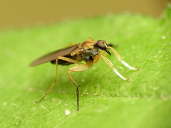 Platypalpus discifer