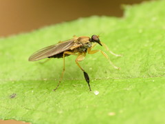 Platypalpus discifer