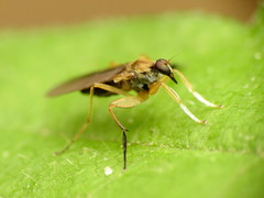 Platypalpus discifer