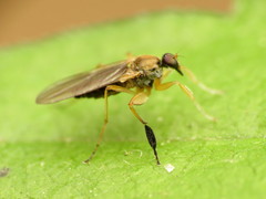 Platypalpus discifer