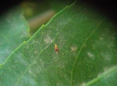 Franklinothrips