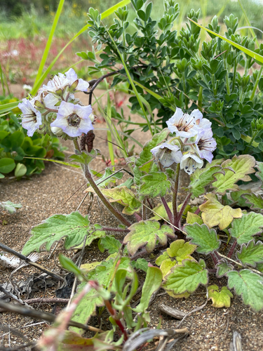 Bolander's phacelia (Phacelia bolanderi)