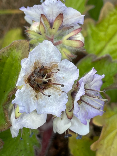 Bolander's Phacelia
