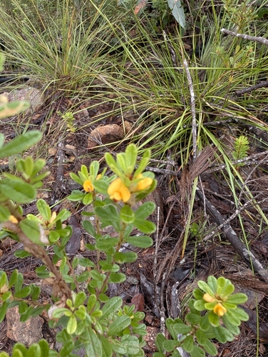 Pultenaea millarii observed 2025-05-04