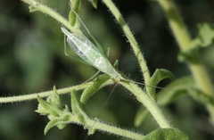 Oecanthus argentinus