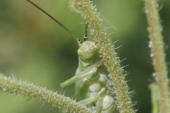 Oecanthus argentinus