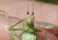 Oecanthus argentinus