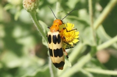 Pyrota palpalis