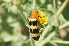 Pyrota palpalis