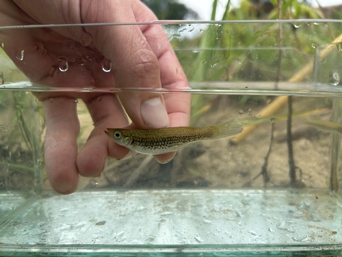 Bayou topminnow (Fundulus nottii) — Fundulidae