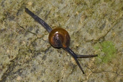 Limacoidei