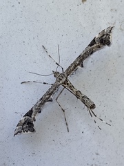 Amblyptilia pica