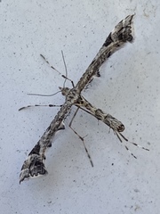 Amblyptilia pica