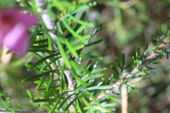 Boronia stricta