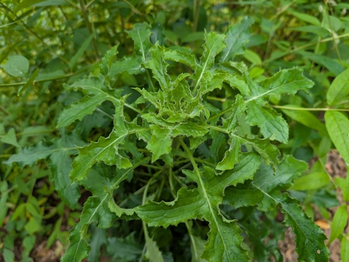 Blumea sinuata, 2025-05-03