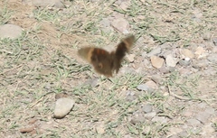 Junonia nigrosuffusa