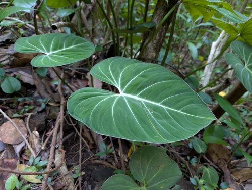 Philodendron gloriosum