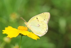 Colias poliographus