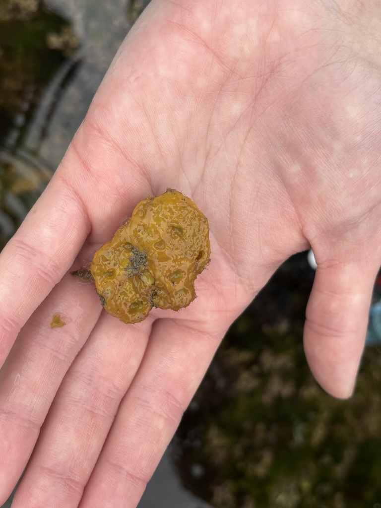 Moreiradromia sarraburei