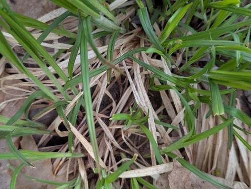 Image of Carex hirtifolia by (c) Skyler Principe, some rights reserved (CC BY)