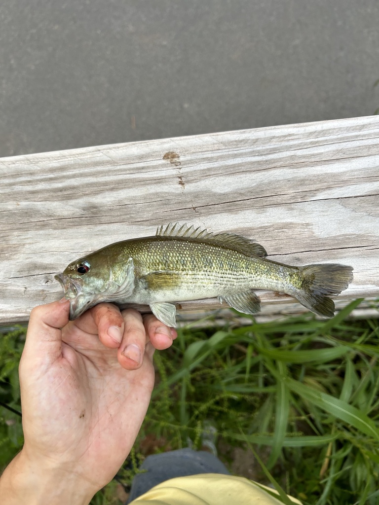 Tallapoosa Bass