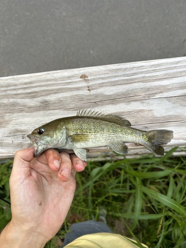 Tallapoosa Bass
