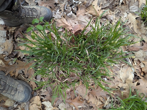 Image of Carex hirtifolia by (c) Skyler Principe, some rights reserved (CC BY)
