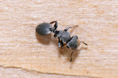 Cephalotes texanus