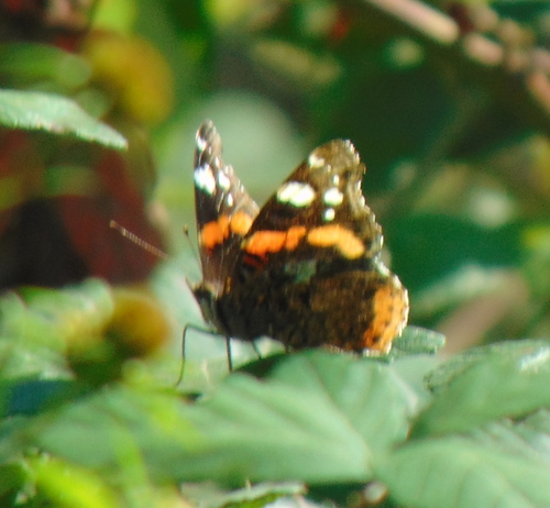 Red Admiral