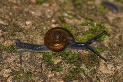 Petalochlamys