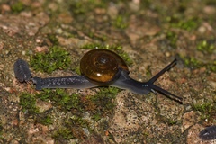 Petalochlamys