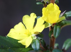 Hibbertia serrata