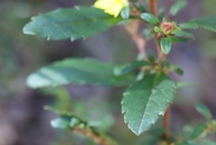 Hibbertia serrata
