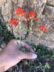 Castilleja applegatei breweri